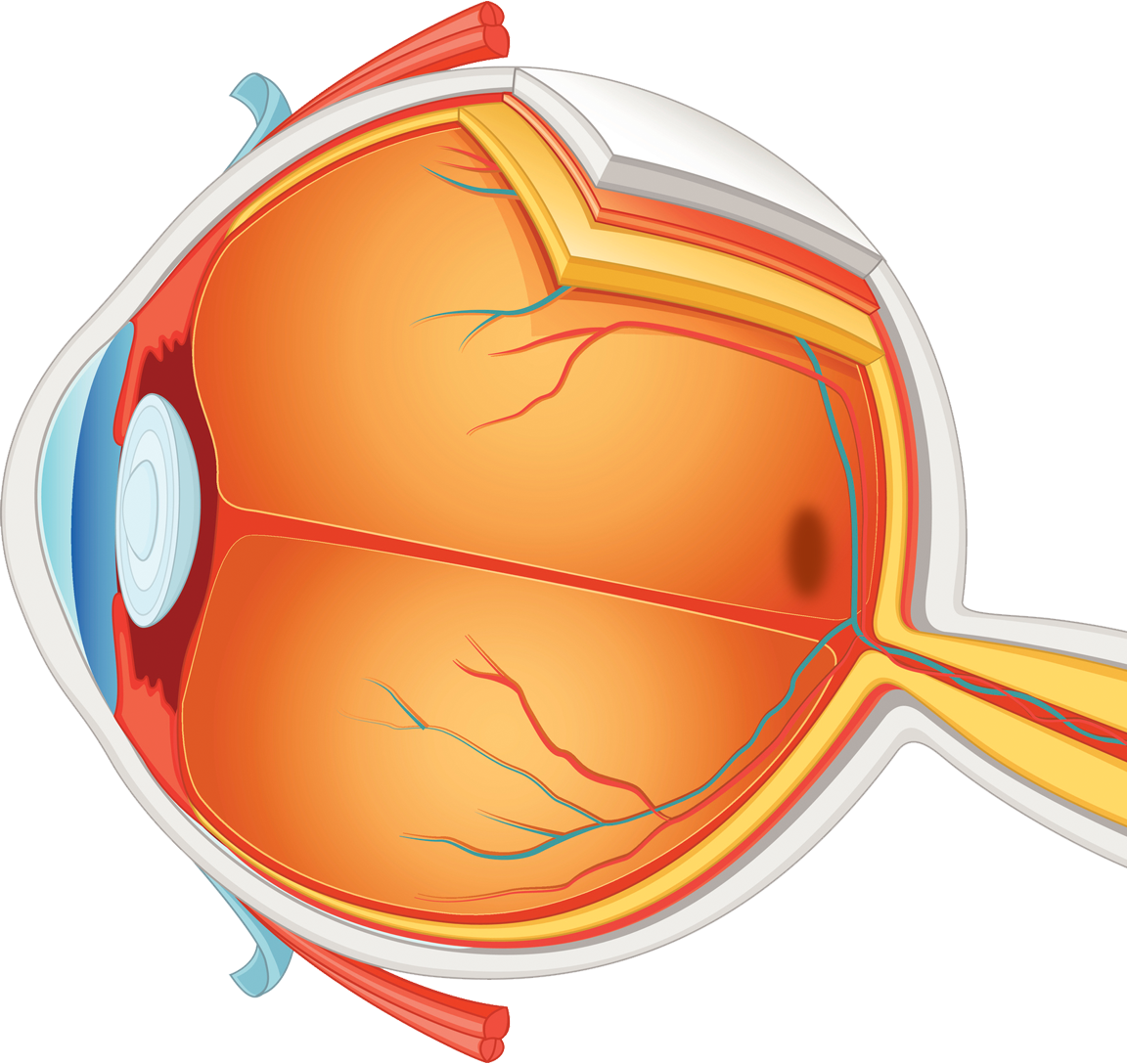 Graphic of the cross-section of an eye